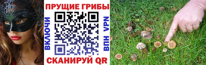 Галлюциногенные грибы Psilocybe  Шлиссельбург 